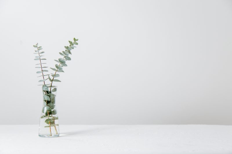 Eucalyptus In Vase