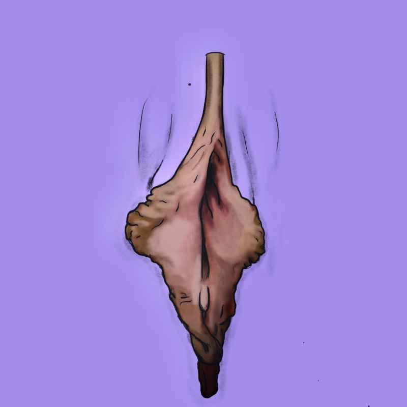 Vulva Portrait Experience And Testimony 1 Vulva Portrait Experience And Testimony 1